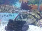 [TodoMarino.com] Necesito consejo Nano reef 30ltr