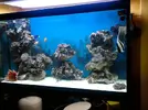 [TodoMarino.com] Presentacion oficial de Calumma Reef