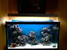 [TodoMarino.com] Presentacion oficial de Calumma Reef