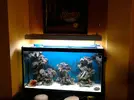 [TodoMarino.com] Presentacion oficial de Calumma Reef