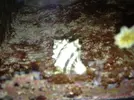 [TodoMarino.com] Que especie de caracol es , bueno o malo ?