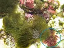 [TodoMarino.com] Problema de algas en el acuario