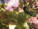 [TodoMarino.com] Problema de algas en el acuario