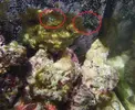 [TodoMarino.com] Problema de algas en el acuario