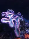 [TodoMarino.com] Lobophylia muriendo