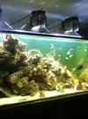 [TodoMarino.com] Mi acuario de 160 x 95 x 75