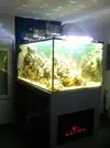 [TodoMarino.com] Mi acuario de 160 x 95 x 75