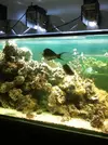[TodoMarino.com] Mi acuario de 160 x 95 x 75