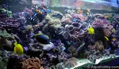 [TodoMarino.com] Mi acuario de 160 x 95 x 75