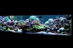 [TodoMarino.com] Mi acuario de 160 x 95 x 75
