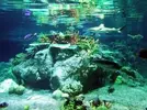 [TodoMarino.com] Mi acuario de 160 x 95 x 75