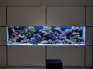 [TodoMarino.com] Mi acuario de 160 x 95 x 75