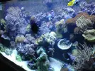 [TodoMarino.com] Mi acuario de 160 x 95 x 75
