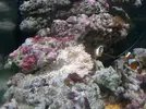 [TodoMarino.com] Perddida de color en anemona  Heteractis Crispa