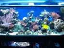 [TodoMarino.com] Acuario Caracol 320l