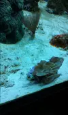 [TodoMarino.com] alguien me ayuda a identificar a este coral?