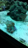 [TodoMarino.com] alguien me ayuda a identificar a este coral?