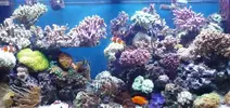 [TodoMarino.com] Poner aquí la foto de vuestro acuario...