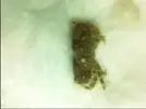 [TodoMarino.com] Identificacion cangrejo