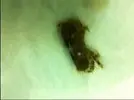 [TodoMarino.com] Identificacion cangrejo