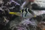 [TodoMarino.com] ¿Tu pez favorito del acuario?