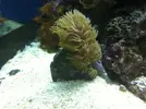 [TodoMarino.com] Alguien sabe que es este coral