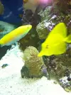 [TodoMarino.com] Alguien sabe que es este coral