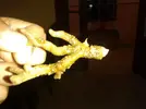 [TodoMarino.com] alguien sabe que bicho es este