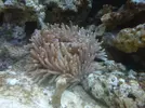 [TodoMarino.com] ocellaris
