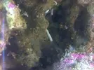 [TodoMarino.com] me salen unos tubos blancos en la roca