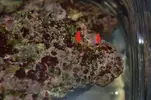 [TodoMarino.com] corales raros