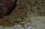 [TodoMarino.com] corales raros
