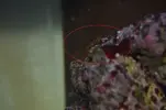 [TodoMarino.com] corales raros