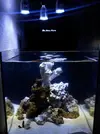 [TodoMarino.com] ayuda con Aqua Medic Blenny Nano Reef acuario (80 litros)