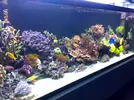 [TodoMarino.com] Reef Patanegra