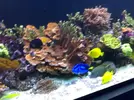 [TodoMarino.com] Reef Patanegra