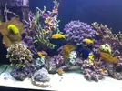 [TodoMarino.com] Reef Patanegra