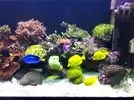 [TodoMarino.com] Reef Patanegra