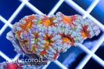 [TodoMarino.com] Tonight: 200 Clams, Ricordea, LPS, Acanthastrea and many many more!