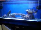 [TodoMarino.com] Mi reef desde bcn