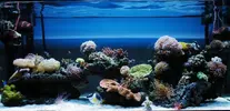 [TodoMarino.com] Poner aquí la foto de vuestro acuario...