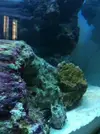 [TodoMarino.com] NANO de 30 litros iniciandose en BCN...