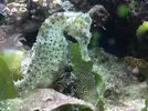 [TodoMarino.com] ¿Tu pez favorito del acuario?