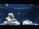 [TodoMarino.com] Nuevo proyecto  100l, con sumo de 60l