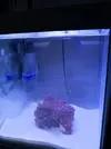 [TodoMarino.com] Nuevo con un nano de 30Lts