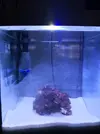 [TodoMarino.com] Nuevo con un nano de 30Lts