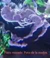[TodoMarino.com] Corales y esquejes varios - Ejea (Zaragoza)