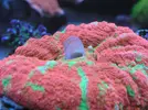[TodoMarino.com] Digestion Scolimia