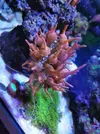 [TodoMarino.com] Ectamea quadricolor roja - Girona