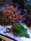 [TodoMarino.com] Ectamea quadricolor roja - Girona